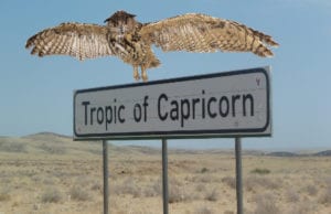 Η κουκουβάγια… Αιγόκερως