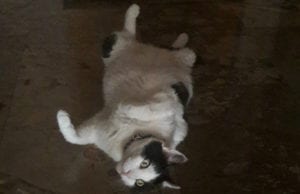 Ημερήσιες Προβλέψεις 6 Μαρτίου 2018