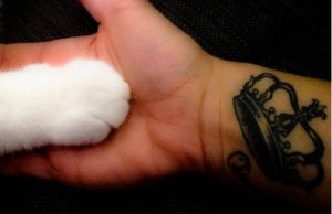 Η Αφροδίτη στον Λέοντα έως 9 Ιουλίου 2018 και η Ερωτική Ζωή των Ζωδίων