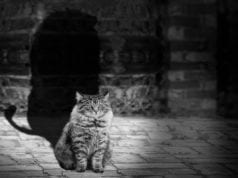 Εξάγωνο Ήλιου-Πλούτωνα 11 Νοεμβρίου: Ημερήσιες Ερωτικές Προβλέψεις