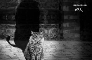 Ο Άρης στον Λέοντα έως 18 Αυγούστου 2019 & η Ερωτική Ζωή των Ζωδίων