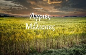 Άγριες Μέλισσες και Ζώδια